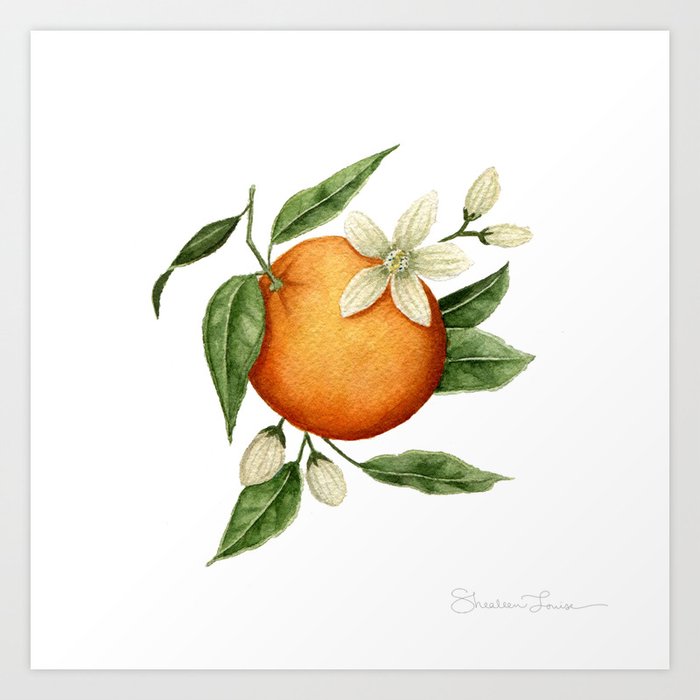 Blooming Citrus Watercolor Art Print