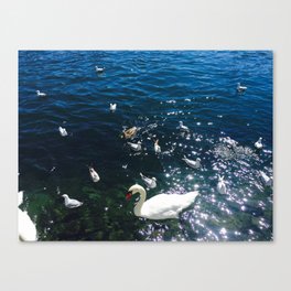 Pond, Water, Lake, Duck, Swan Canvas Print