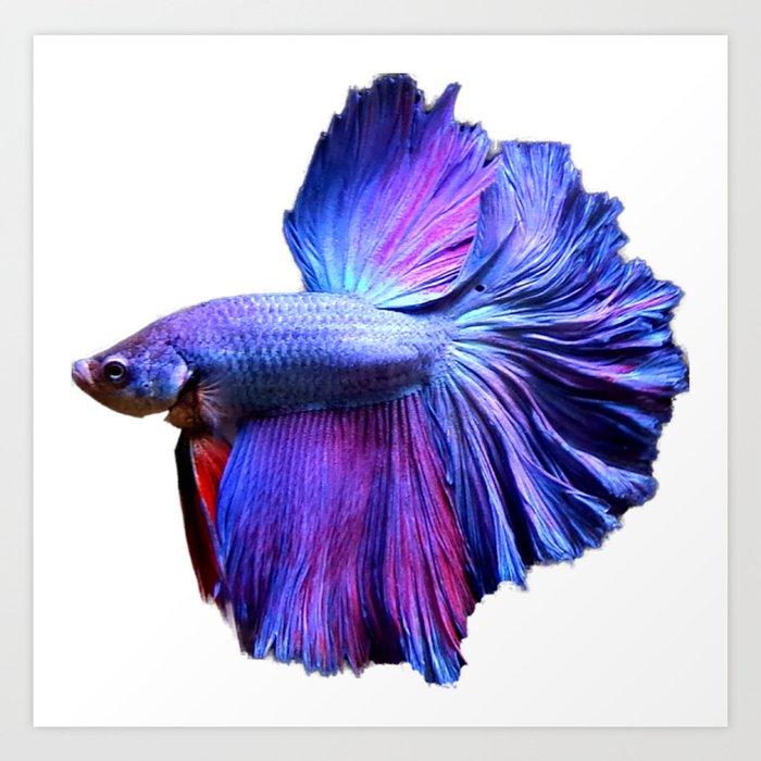 Blue and Purple Halfmoon Betta Fish Art Print