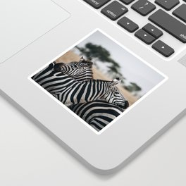 Plains zebra 1 Sticker