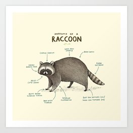 Anatomy of a Raccoon Art Print