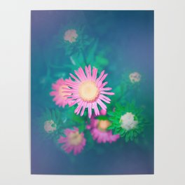 Constellation Pink Flowers Poster