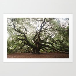 The Angel Oak Art Print