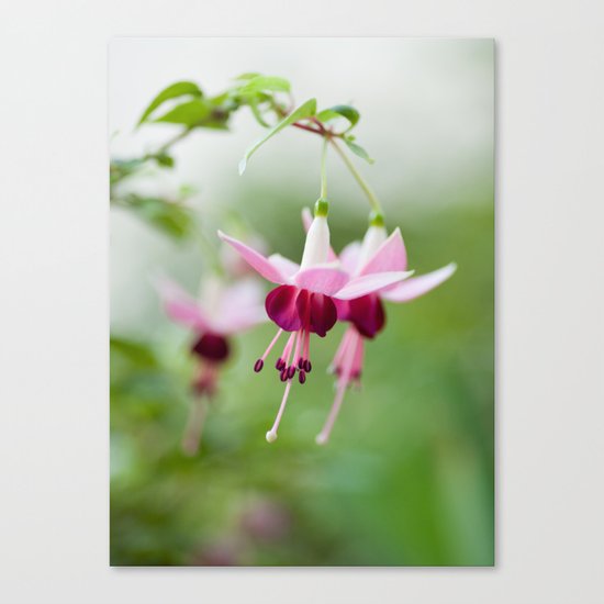 Fuchsia 8686 Canvas Print