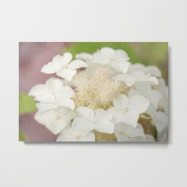 Oakleaf Hydrangea Spring Bloom  Metal Print