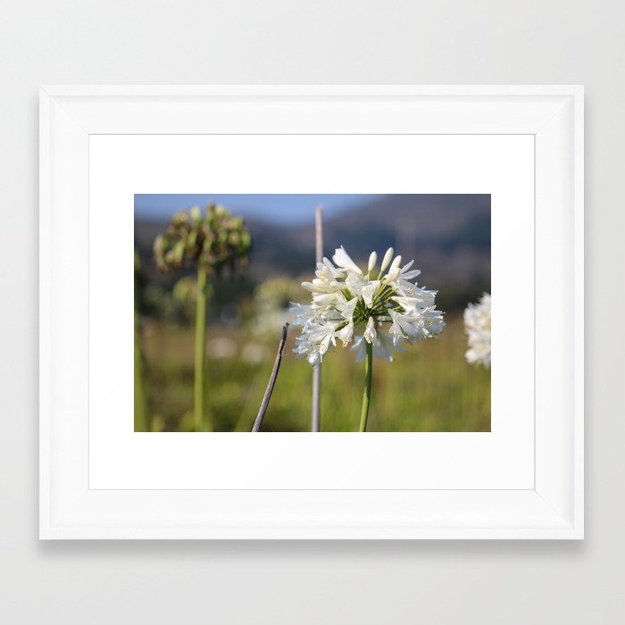 California Wildflower Framed Art Print