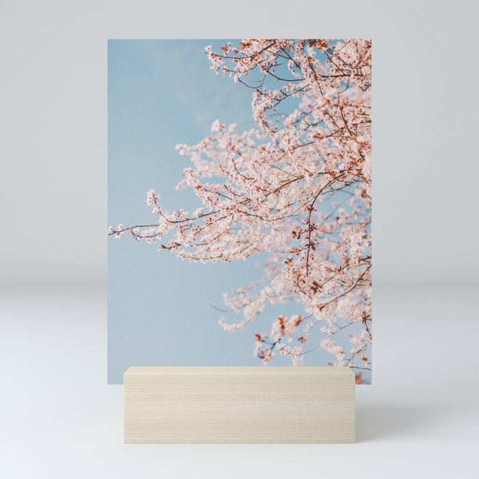 Spring Cherry Blossoms Mini Art Print