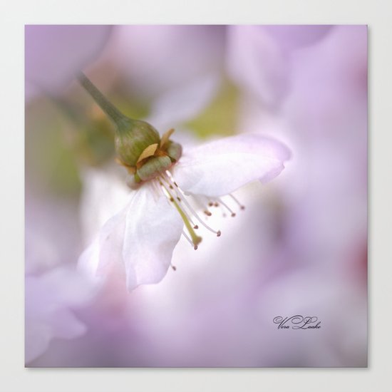 magic of spring Canvas Print
