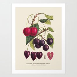 Cherry Antique Botanical Illustration Art Print