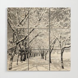 Light Through Snow Covered Trees, B&W Wood Wall Art