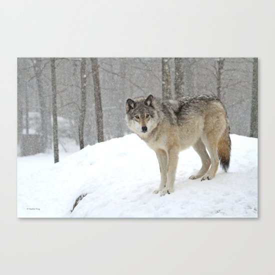 A lone wolf Canvas Print