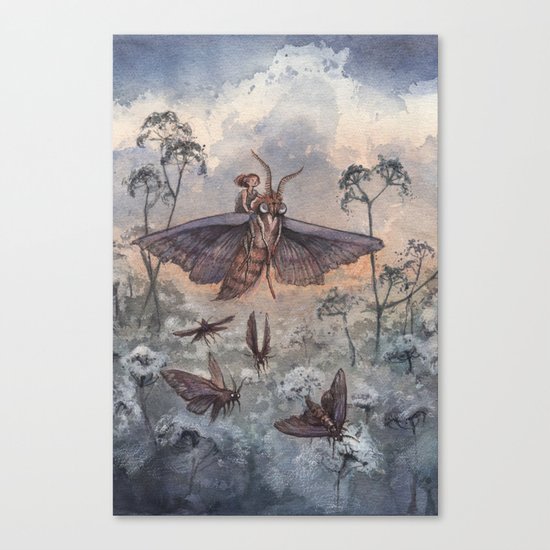 Noctuidae Canvas Print