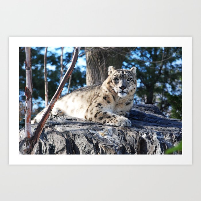 Snow Leopard,Central Park Zoo Art Print