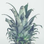 Coco Pineapple