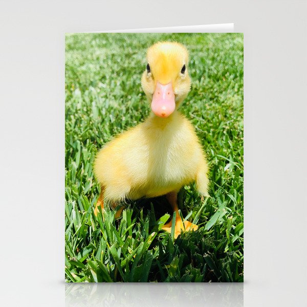 Vanilla the Duckling Photograph Stationery Cards