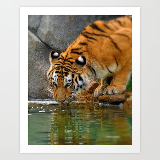 A thirsty Amur tiger. Art Print