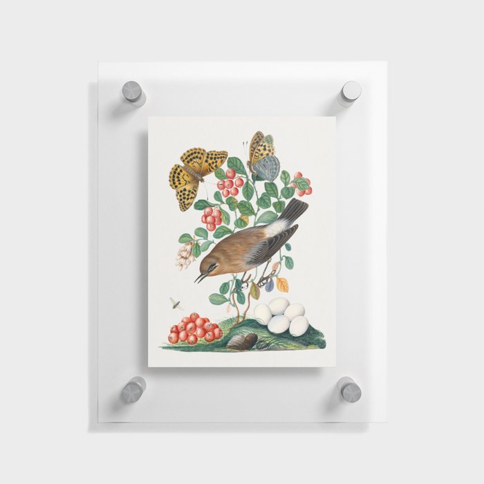 Northern Wheatear, Cowberry and Silver-washed Fritillary and Long-legged Fly from the Natural History Cabinet of Anna Blackburne  Floating Acrylic Print