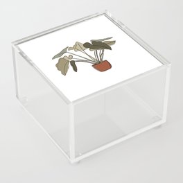 Boho Plant III Acrylic Box