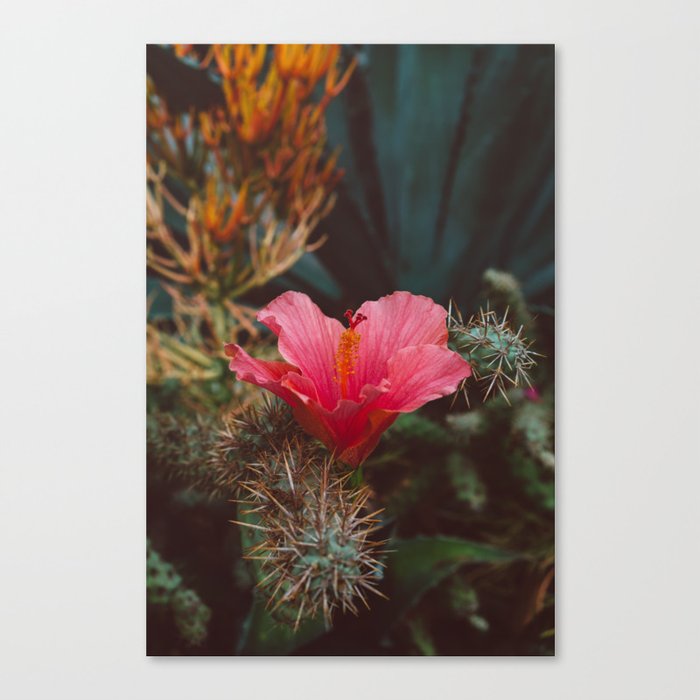 California Bloom III Canvas Print