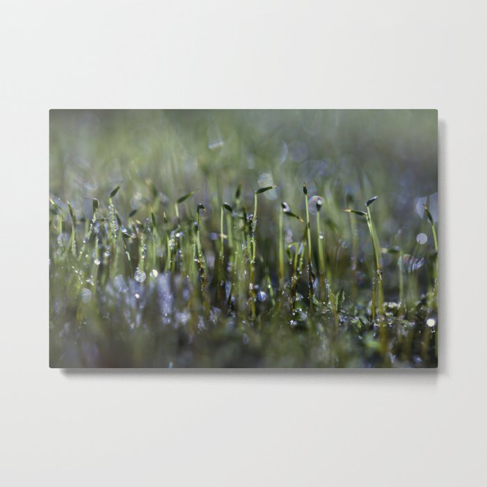 dewy moss sprouts Metal Print