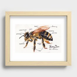 Honey Bee Recessed Framed Print