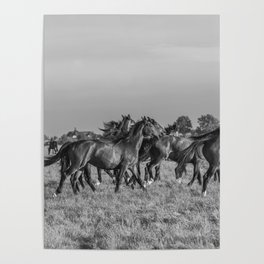 Wild horses running in the sun | Horse photography Netherlands | Nature travel black an white animal photo print Poster