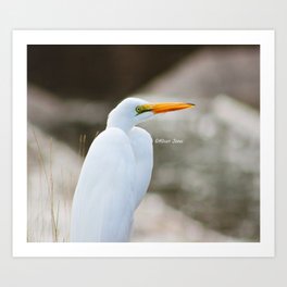 Egret  Art Print