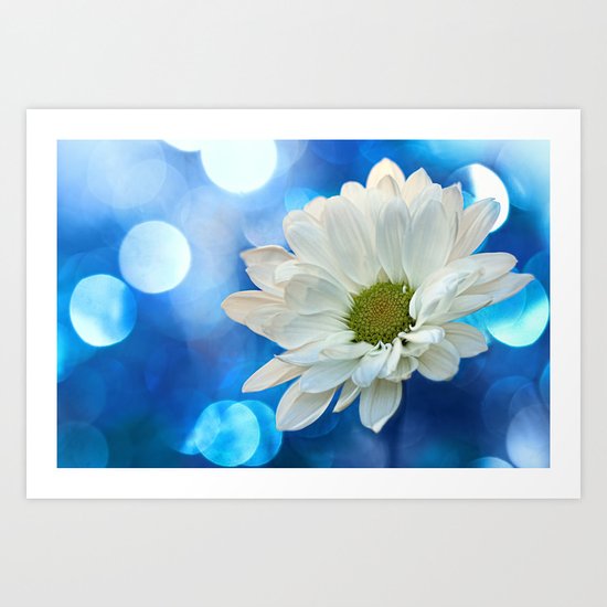 White Daisy on Blue Art Print