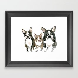 Boston Terrier Siblings: Water Color Illustration Framed Art Print