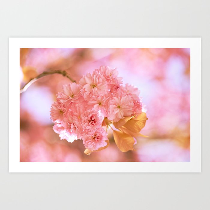 Sakura Cherryblossom Cherry Blossom Pink Flowers 2 Art Print