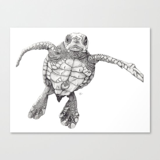 Chelonioidea (the turtle) Canvas Print