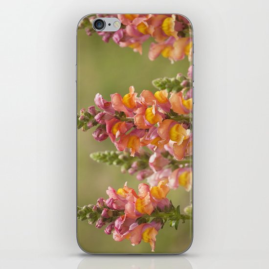 Snappy Tangerine Tango iPhone & iPod Skin
