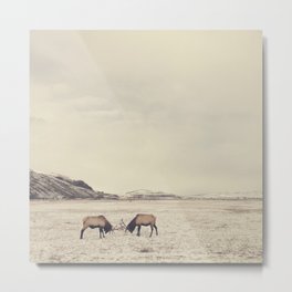 Sparring Elk in Wyoming - Wildlife Photography Metal Print | Landscape, Nature, Photo, Animal 