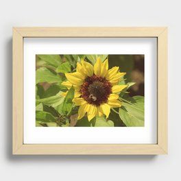 Sunflower Recessed Framed Print