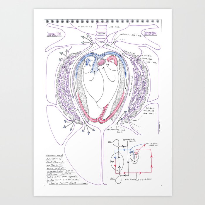 Avian Respiratory System with Heart, Colour Art Print
