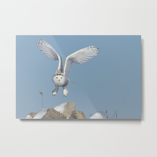 Her wings are my prayer Metal Print