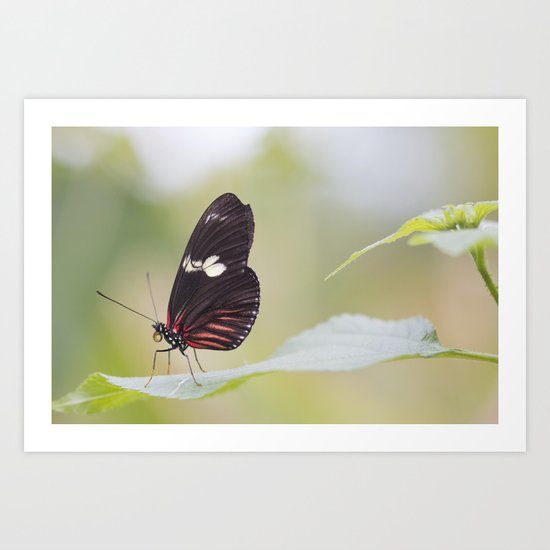 Postman butterfly Art Print