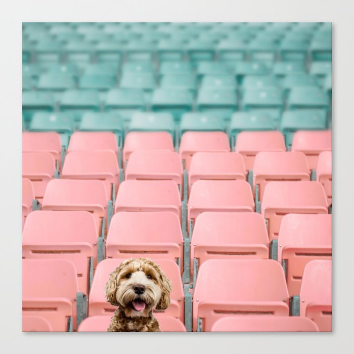 Labradoodle Sitting in Stadium Canvas Print