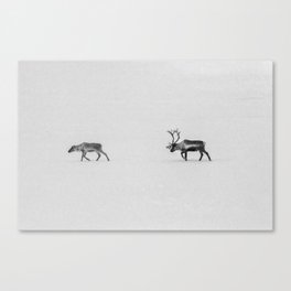 Finland's Deer (Black and White) Canvas Print
