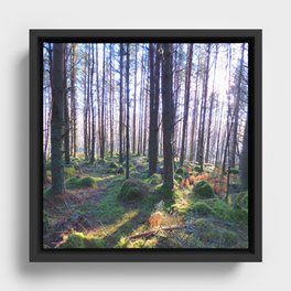 Winter Forest Sunlight  Framed Canvas