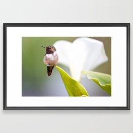 Beautiful hummingbird Framed Art Print