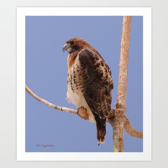 Hawk Art Print