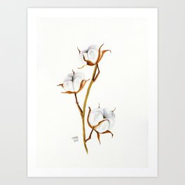 Cotton Plant Art Print