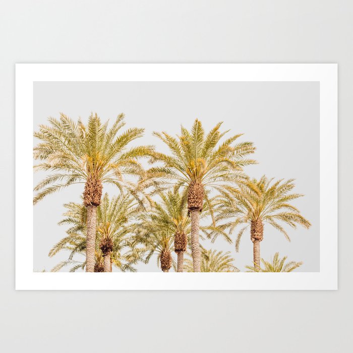 Catalina - Tropical California Photography Art Print