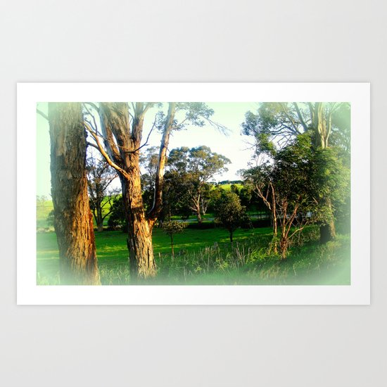 Evening sunlight bouncing off Gum Trees Art Print