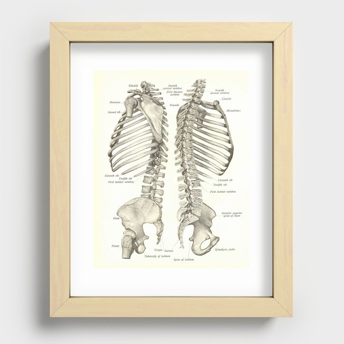 Vintage Human Spine Anatomy Print Recessed Framed Print