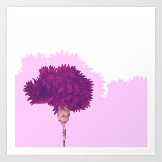 purple carnation Art Print