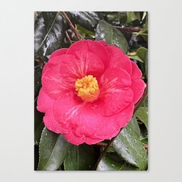 Japanese Camellia Canvas Print