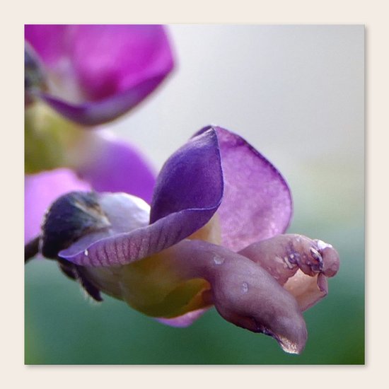 Beans I Canvas Print