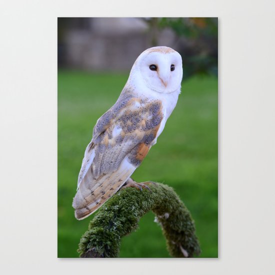Barn Owl Canvas Print
